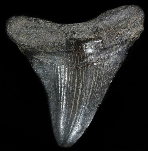 Juvenile Megalodon Tooth - South Carolina #49990